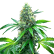 OG Kush - BLIMBURN SEEDS | TanieSianie.pl