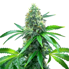 OG Kush - BLIMBURN SEEDS | TanieSianie.pl
