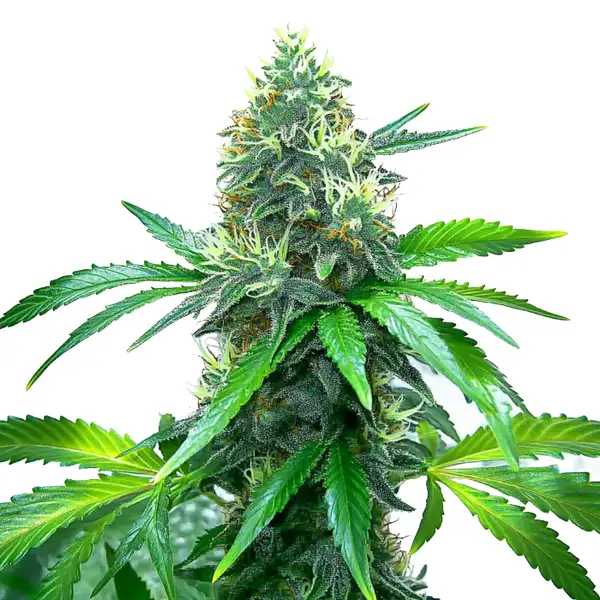 OG Kush - BLIMBURN SEEDS | TanieSianie.pl