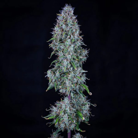 Bubbasquanch Auto - MEPHISTO GENETICS | TanieSianie.pl