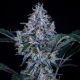 Sundae Thumper Auto - MEPHISTO GENETICS | TanieSianie.pl