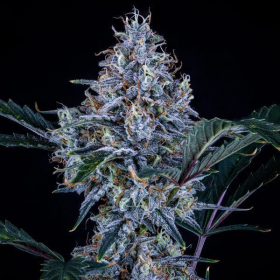 Sundae Thumper Auto - MEPHISTO GENETICS | TanieSianie.pl
