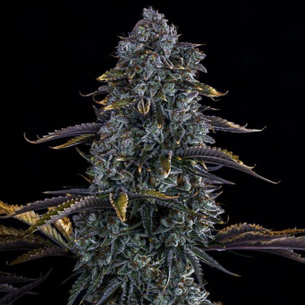 Canna-Cheese CBD 1:1 Auto - MEPHISTO GENETICS | TanieSianie.pl