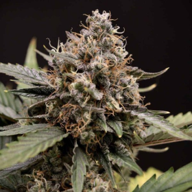Sweet Sour Auto - MEPHISTO GENETICS | TanieSianie.pl