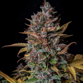 Orange Biscuits Auto - MEPHISTO GENETICS | TanieSianie.pl