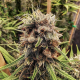 Strawberry Cough - DUTCH PASSION | TanieSianie.pl