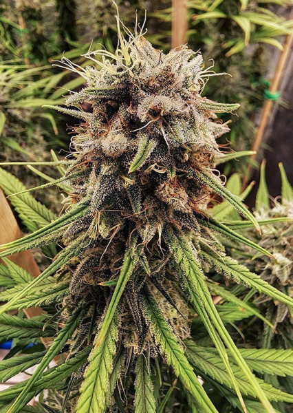 Strawberry Cough - DUTCH PASSION | TanieSianie.pl