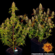 Tangerine Dream - BARNEY’S FARM | TanieSianie.pl