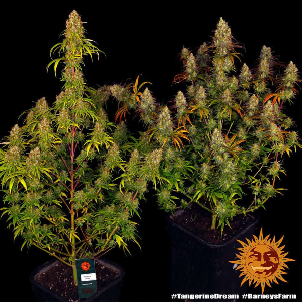 Tangerine Dream - BARNEY’S FARM | TanieSianie.pl