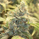 Creme Tasmo Auto - MEPHISTO GENETICS | TanieSianie.pl