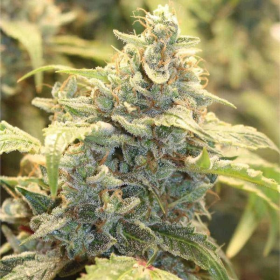 Creme Tasmo Auto - MEPHISTO GENETICS | TanieSianie.pl