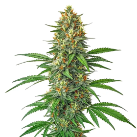 Tangie Auto - BLIMBURN SEEDS | TanieSianie.pl