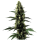Silver Surfer Haze - BLIMBURN SEEDS | TanieSianie.pl