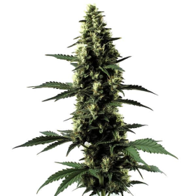 Silver Surfer Haze - BLIMBURN SEEDS | TanieSianie.pl