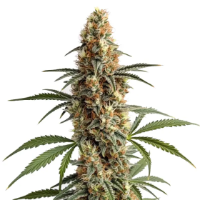 Mamba Negra - BLIMBURN SEEDS | TanieSianie.pl