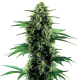 Northern Lights Auto - BLIMBURN SEEDS | TanieSianie.pl