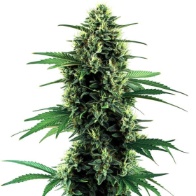 Northern Lights Auto - BLIMBURN SEEDS | TanieSianie.pl