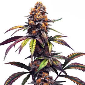 Mamba Negra CBG - BLIMBURN SEEDS | TanieSianie.pl