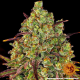 Tangerine Dream - BARNEY’S FARM | TanieSianie.pl