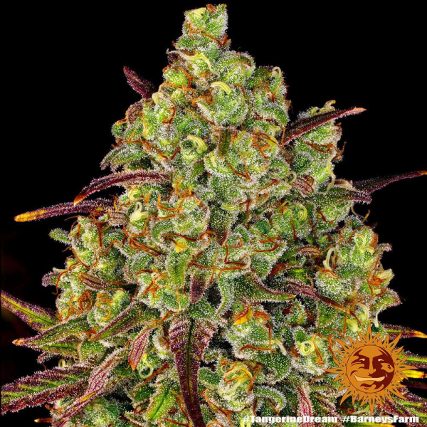 Tangerine Dream - BARNEY’S FARM | TanieSianie.pl