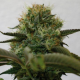 Top Dawg - BARNEY’S FARM | TanieSianie.pl