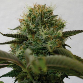 Top Dawg - BARNEY’S FARM | TanieSianie.pl