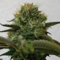 Top Dawg - BARNEY’S FARM