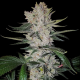 Gorilla Glue | TanieSianie.pl