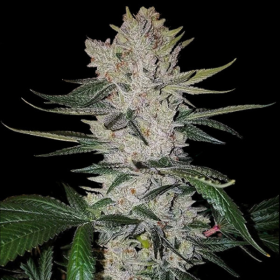 Gorilla Glue | TanieSianie.pl
