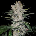 Gorilla Glue