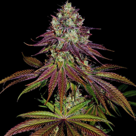 Mimosa x Orange Punch | TanieSianie.pl