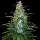 Gorilla Glue Auto | TanieSianie.pl
