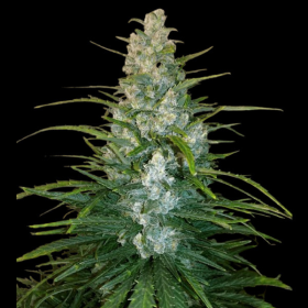 Gorilla Glue Auto | TanieSianie.pl