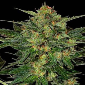 LSD Auto | TanieSianie.pl
