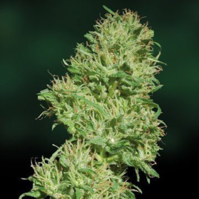 Utopia Haze - BARNEY’S FARM | TanieSianie.pl
