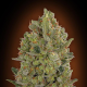 00 Cheese - 00 SEEDS BANK | TanieSianie.pl