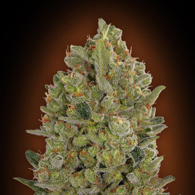 00 Cheese - 00 SEEDS BANK | TanieSianie.pl