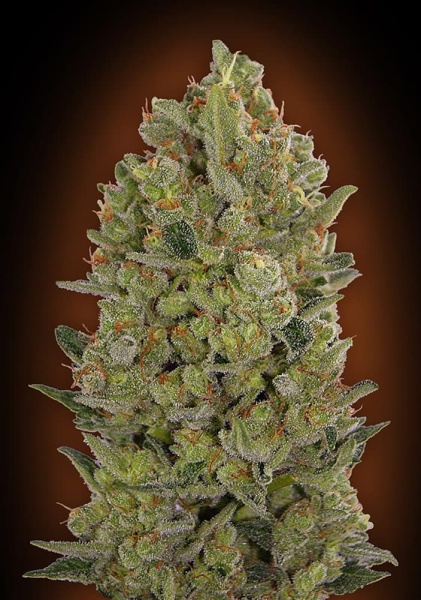 00 Cheese - 00 SEEDS BANK | TanieSianie.pl