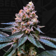 Black Apple Hitchcock - T.H. SEEDS