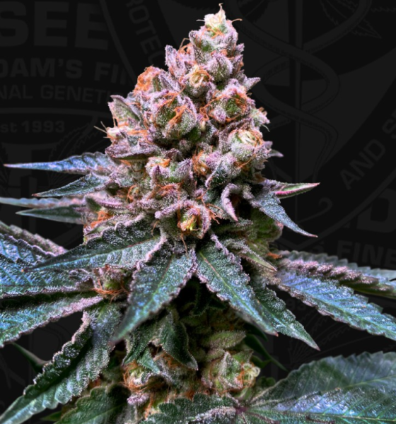 Black Apple Hitchcock - T.H. SEEDS