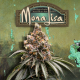 Mona Lisa - T.H. SEEDS