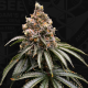 Mona Lisa - T.H. SEEDS