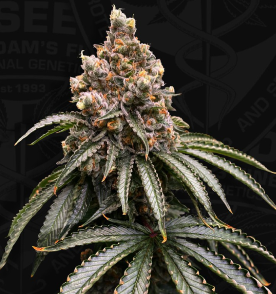 Mona Lisa - T.H. SEEDS