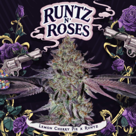 Runtz N' Roses - T.H. SEEDS