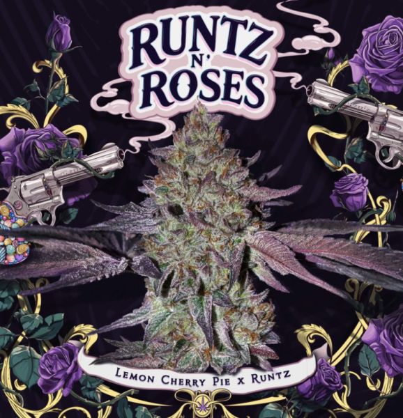 Runtz N' Roses - T.H. SEEDS