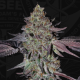 Runtz N' Roses - T.H. SEEDS