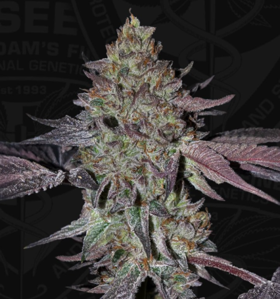 Runtz N' Roses - T.H. SEEDS