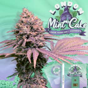 London Mint Cake - T.H. SEEDS