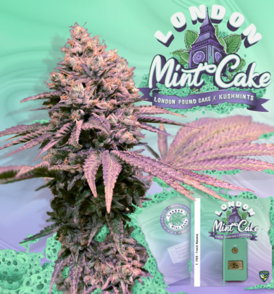 London Mint Cake - T.H. SEEDS