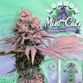 London Mint Cake - T.H. SEEDS